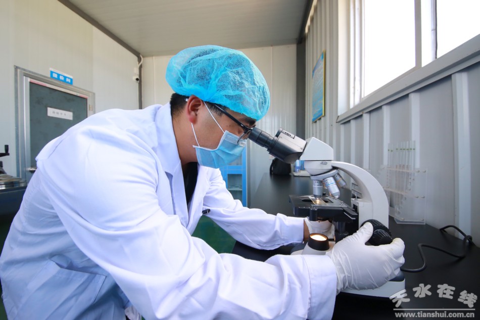 甘肃武山苦苣酸菜浆水出售,武山酸菜销售