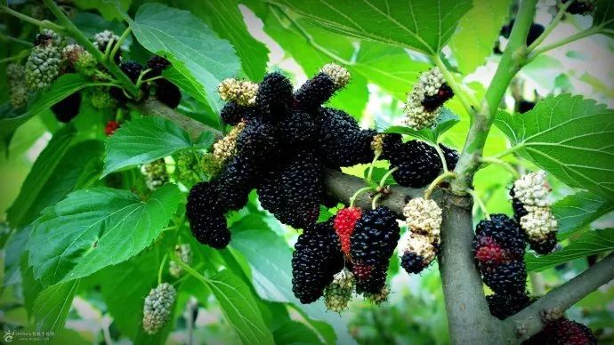 桑树效益知多少！桑叶用途多，桑葚效益高！