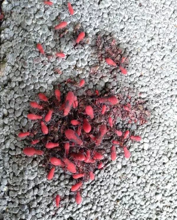 红色小虫“结队”现身厦门！看着好吓人！对人体有伤害吗？园林专家说……