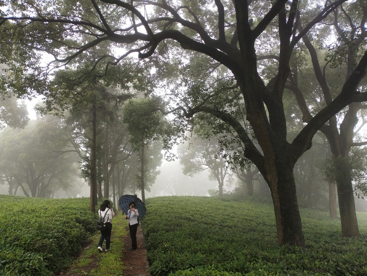 江西庐山云雾茶文化,江西云雾仙茶