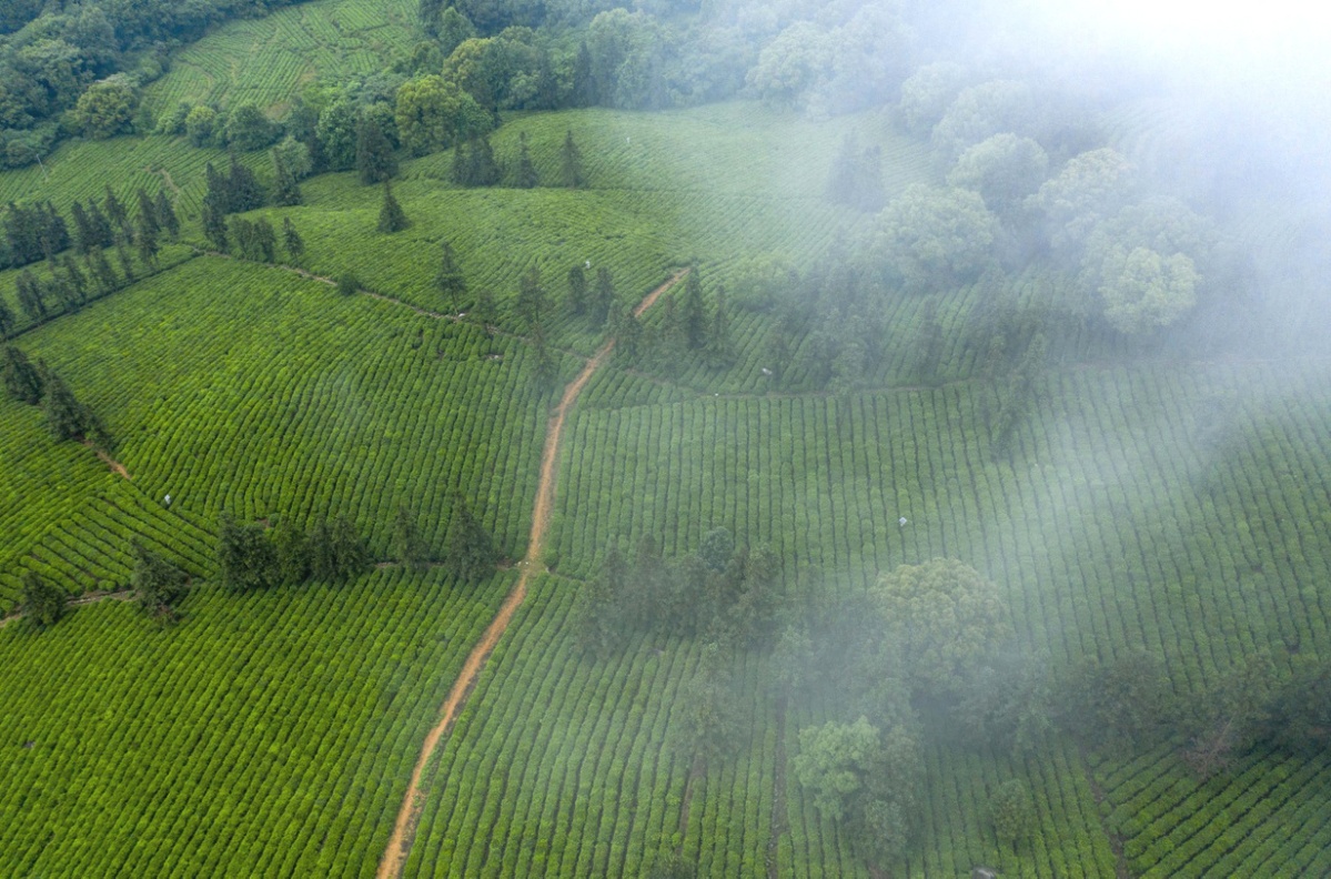 江西庐山云雾茶文化,江西云雾仙茶