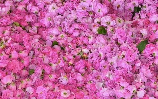 五月芬芳之旅，与你相约海安大马士革*瑰园玫**