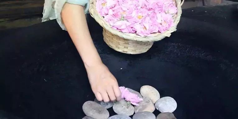 五月芬芳之旅，与你相约海安大马士革*瑰园玫**