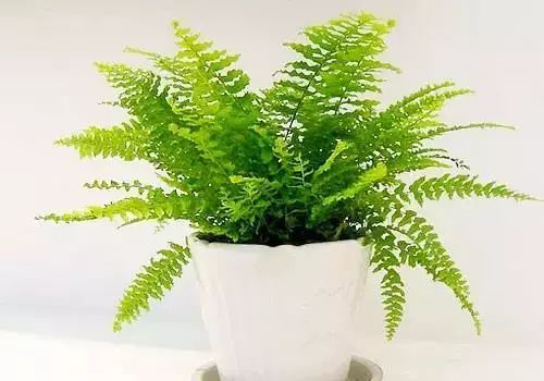 仙人掌养花知识,仙人掌养不死的诀窍