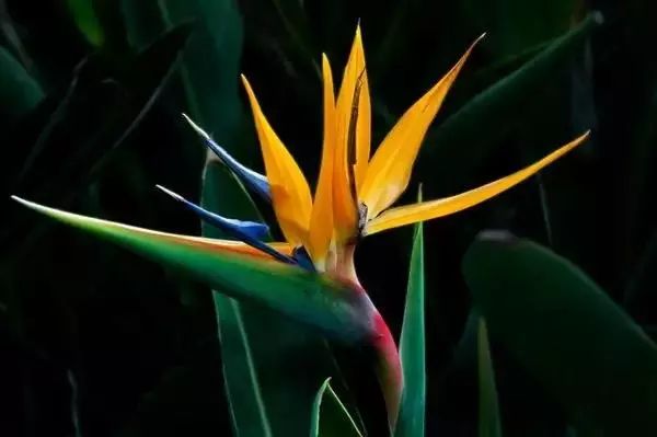 仙人掌养花知识,仙人掌养不死的诀窍