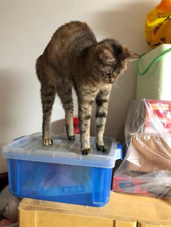 日本“手工鬼才”捏的小动物模型，比表情包还沙雕