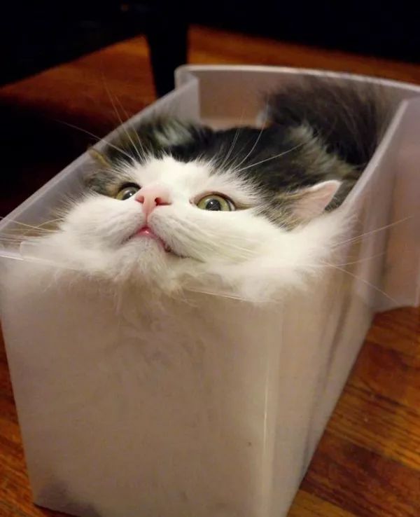 日本“手工鬼才”捏的小动物模型，比表情包还沙雕