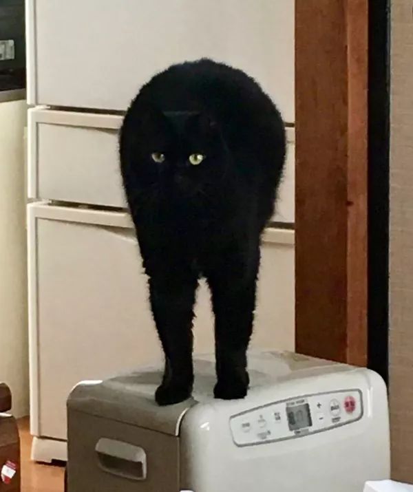 日本“手工鬼才”捏的小动物模型，比表情包还沙雕