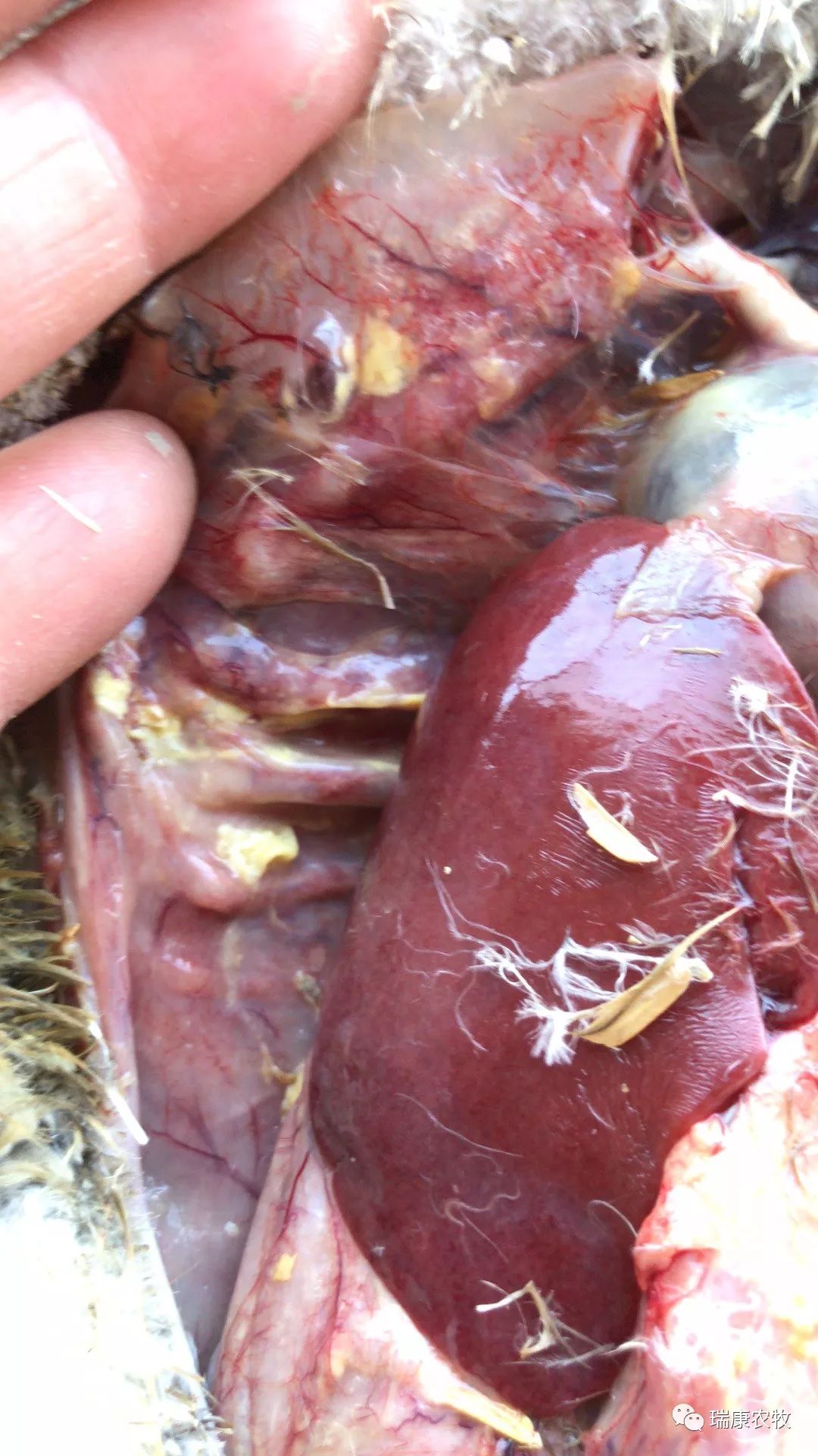 养鹅前景与投资价值,广西养鹅1000只利润和成本