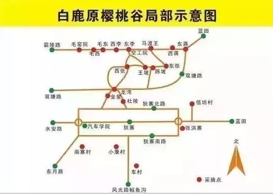 拿好这篇西安采摘樱桃指南,西安白鹿原樱桃采摘
