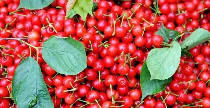 拿好这篇西安采摘樱桃指南,西安白鹿原樱桃采摘