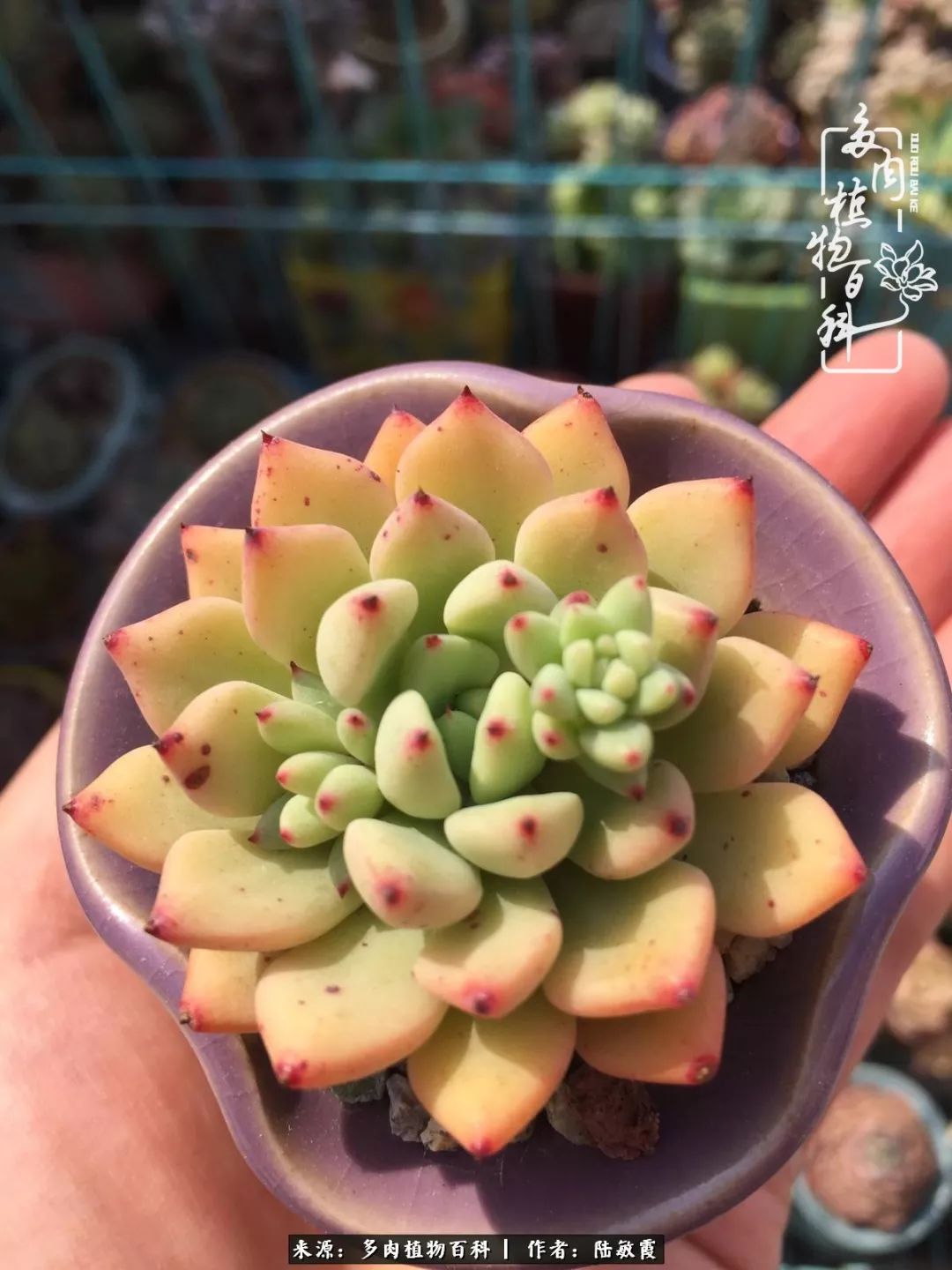 往后余生与花草相伴,往后余生与健康相伴