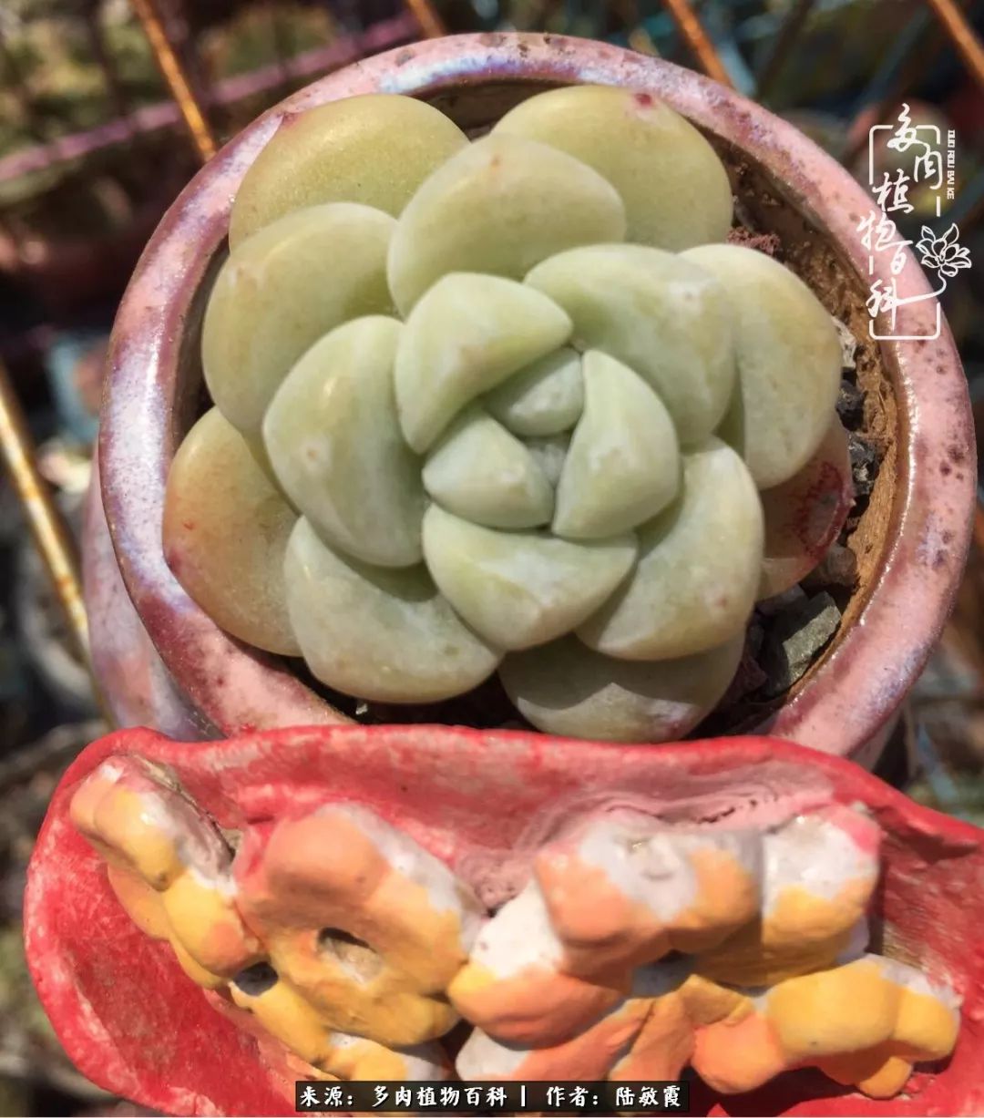 往后余生与花草相伴,往后余生与健康相伴