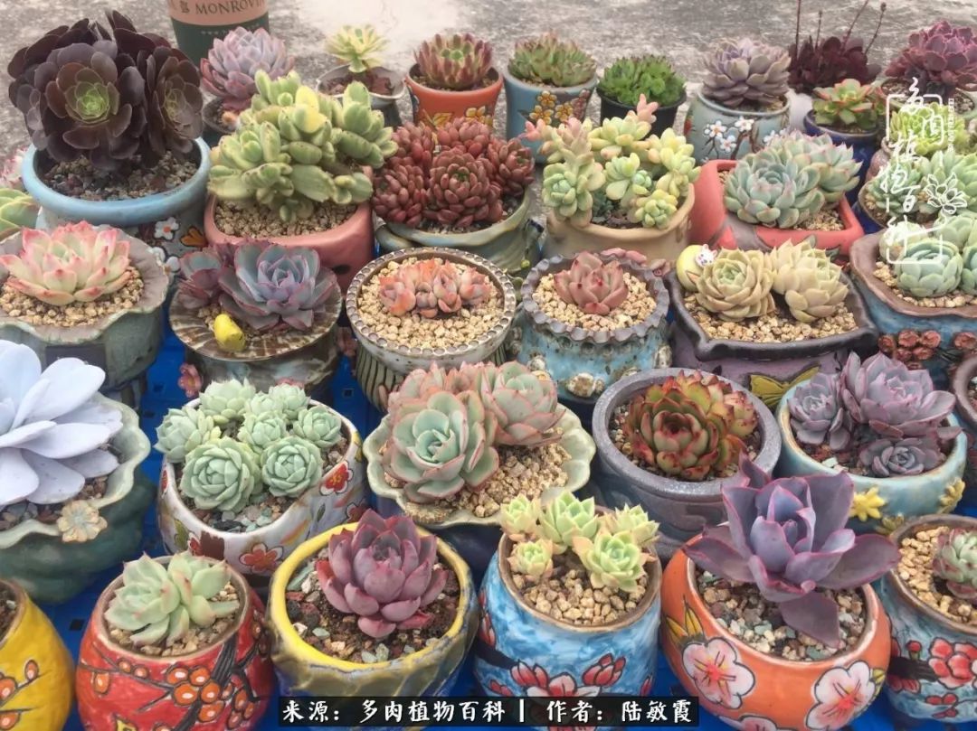 往后余生与花草相伴,往后余生与健康相伴