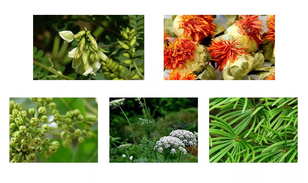 专治脚气的神奇药,十多年的脚气三味中药一招搞定