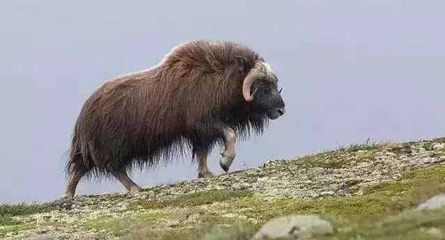 牛品种最好是哪个品种,适合生产雪花牛肉的中国牛品种