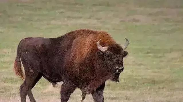 牛品种最好是哪个品种,适合生产雪花牛肉的中国牛品种