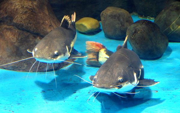 鱼儿会说话吗,鱼儿叫动物吗