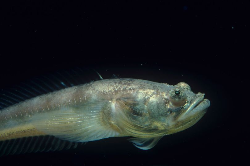 鱼儿会说话吗,鱼儿叫动物吗