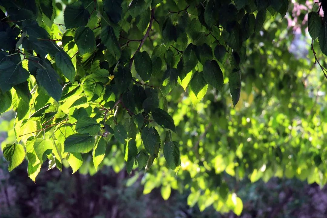 夏天哪个海岛最凉快,高温天气适合去哪旅游