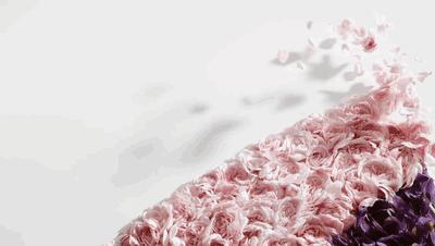 寻香|还原派VS颠覆派？诶呦~想不到这花还有两副面孔！（上）