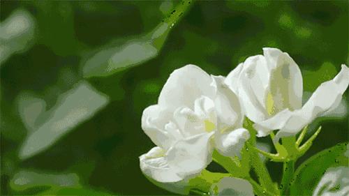 寻香|还原派VS颠覆派？诶呦~想不到这花还有两副面孔！（上）