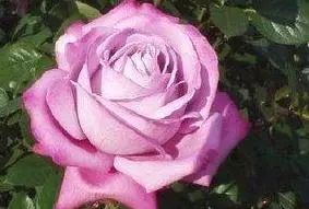 微信头像花图片,最惊艳的头像花