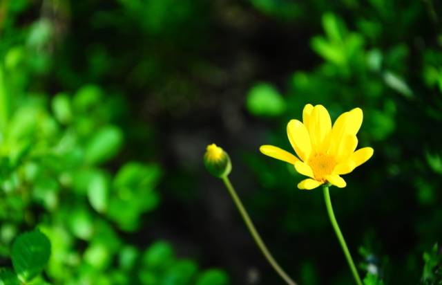 季羡林谈老年十忌,季羡林人到暮年有十忌