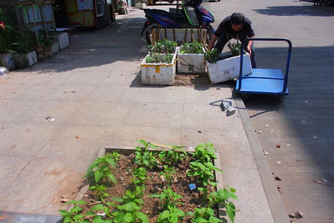 璐垫邯鏂伴兘鑺辫嫅,鏂伴兘鑺辫嫅璐垫邯