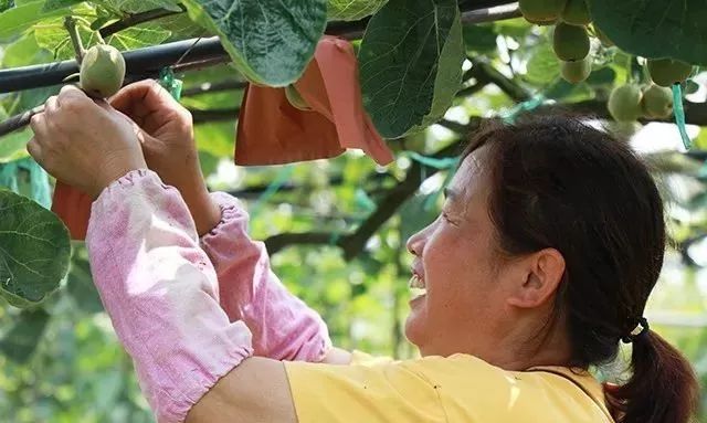 什邡市猕猴桃种植过程,什邡猕猴桃示范园