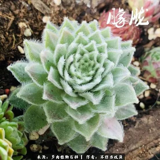 这是个什么神仙草？我被*引勾**了！不能自己一个人进坑！