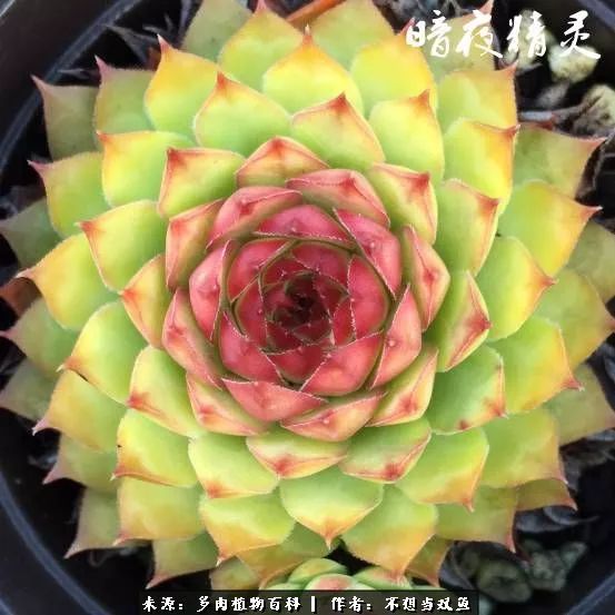 这是个什么神仙草？我被*引勾**了！不能自己一个人进坑！