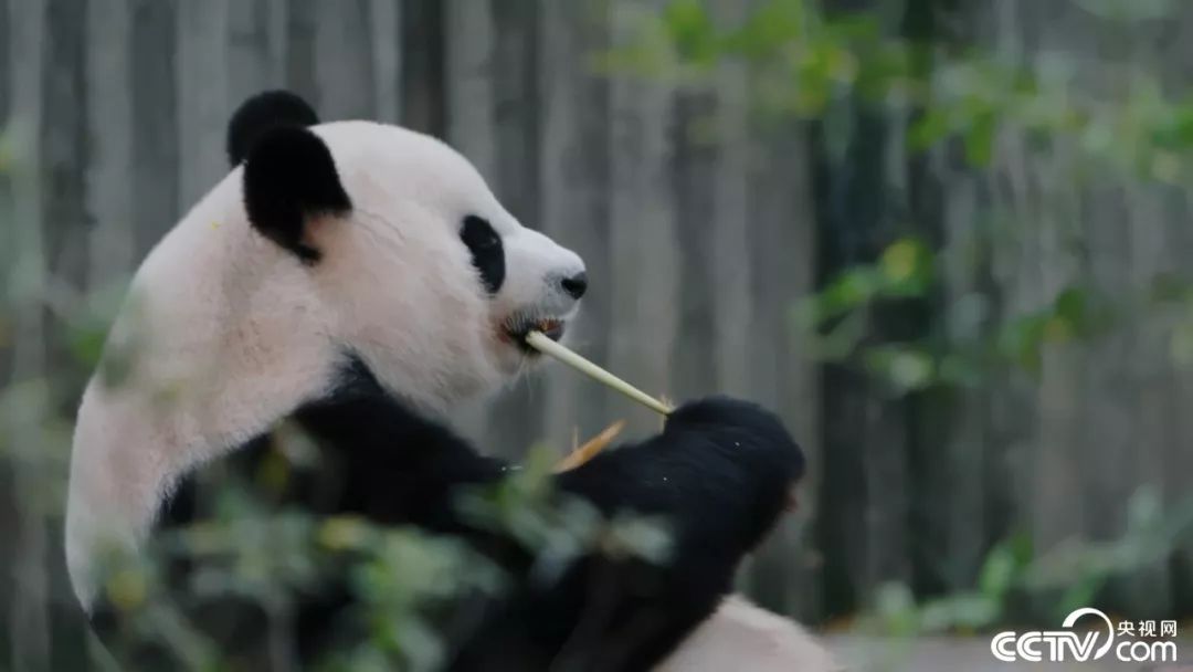 bbc中国城市纪录片,中国边境城市纪录片