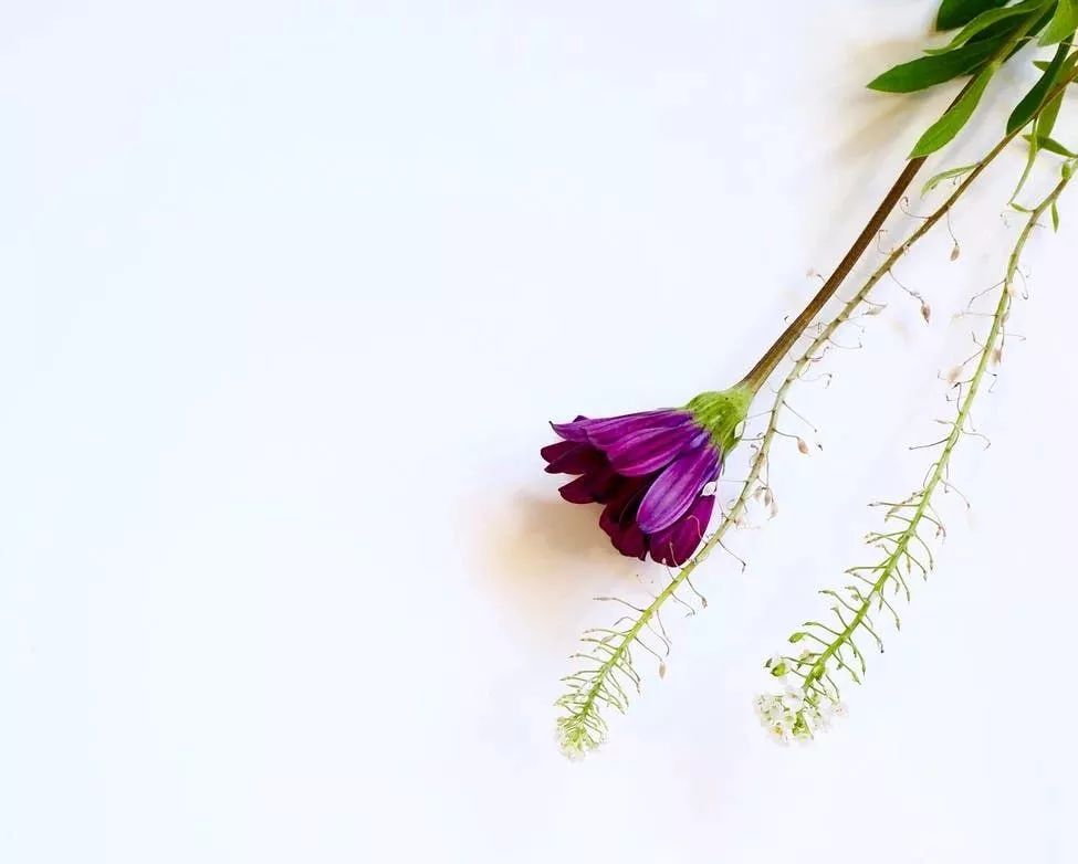 96岁北大教授夫人断食断水4天,90岁清华教授夫人断食