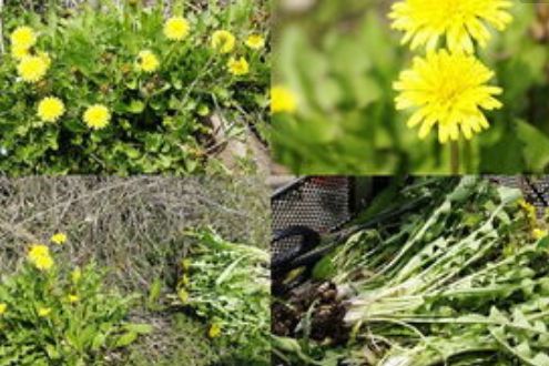 摘樱桃、做蛋糕！这个周末全家一起嗨！《周末去哪嗨》第八站火热报名开启