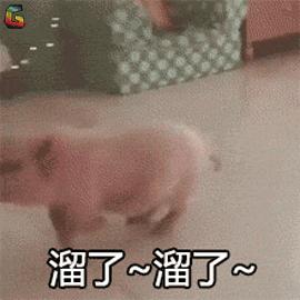 网红神兽！超级大奖！趣味畅游！全广州6.1都看这里了！