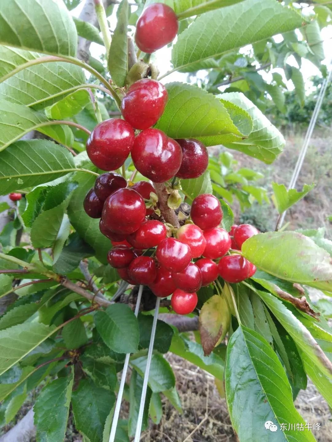 东川红土地车厘子采摘,东川红土地车厘子