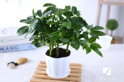 吸甲醛最好的植物排行榜,吸甲醛最好的植物排行榜前十名