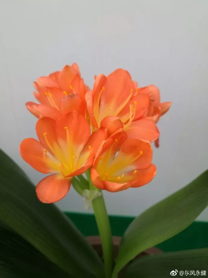 天太热怎么给花降温,天太热给花花草草浇水