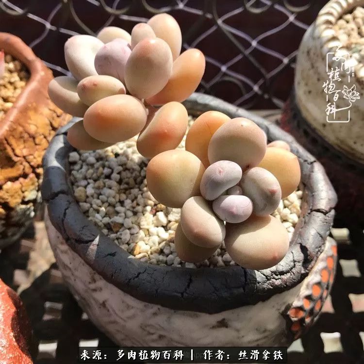 夏季比较耐晒的多肉,夏日的多肉