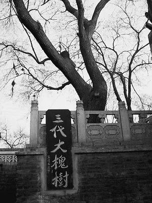 山西大槐树传说究竟是什么,山西临汾洪洞大槐树传说