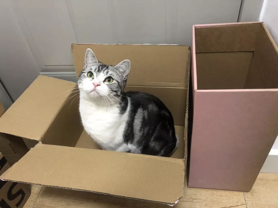 高萌来袭!真小奶猫小奶狗!|毛孩子的童年有多奶?