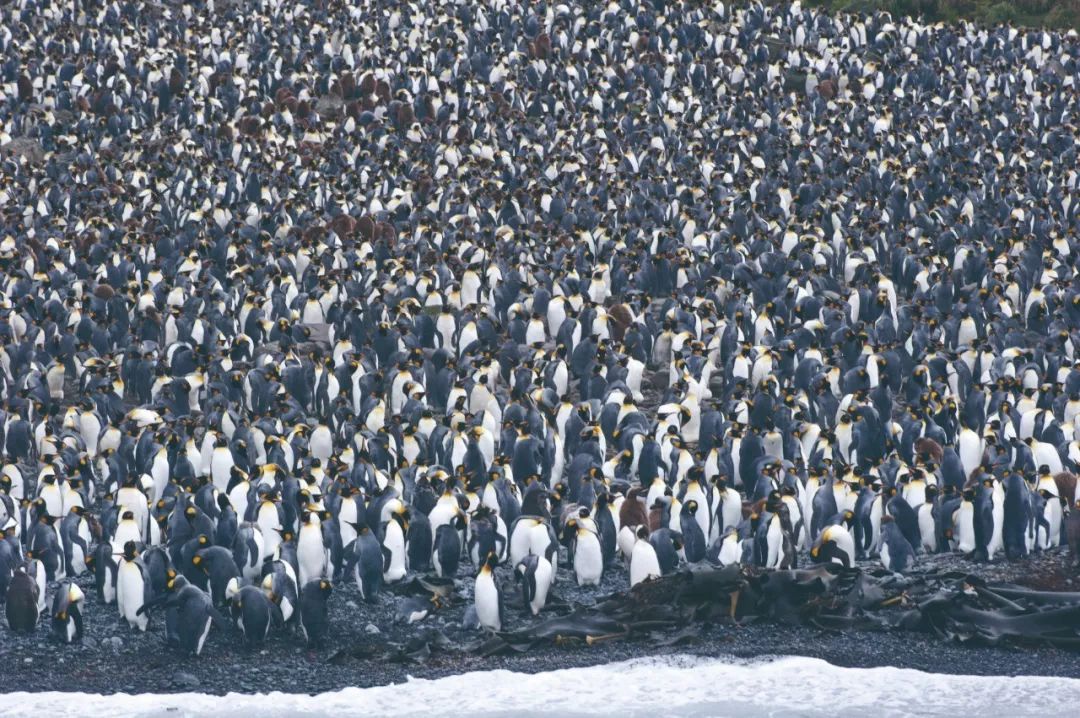 企鹅死亡真相揭秘,企鹅尸体体内取出口罩