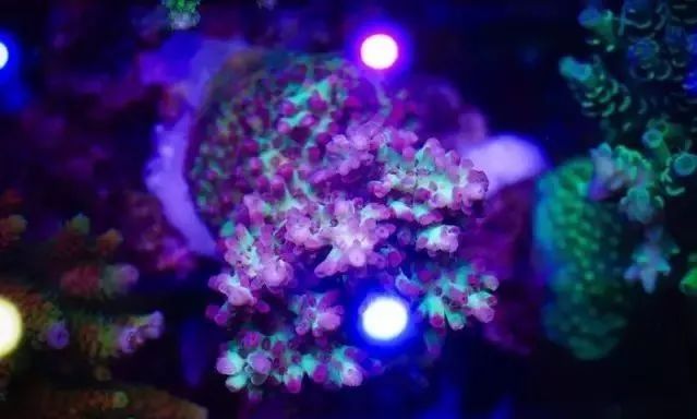 校准ph偏低,ph数值低