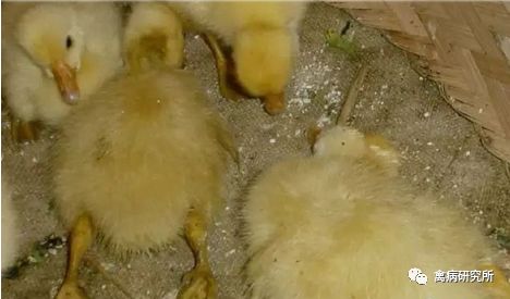 小鹅瘟发病视频,小鹅苗近期生病是什么原因