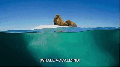 这一回，用了86年的“鳄鱼logo”再次被换，只为保护濒危动物！网友：这是2019年最棒的公益