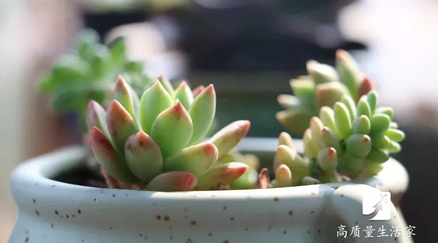 啤酒倒入食盐里会怎样,啤酒倒进食盐里能怎样啊