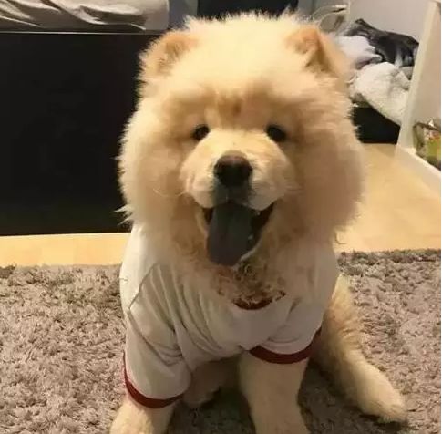 十大最忠诚的狗狗排行榜,十大最好养最忠诚的狗狗