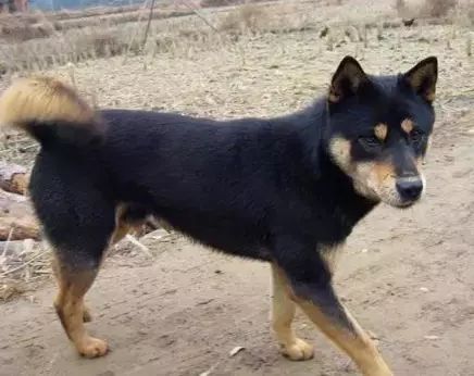 十大最忠诚的狗狗排行榜,十大最好养最忠诚的狗狗