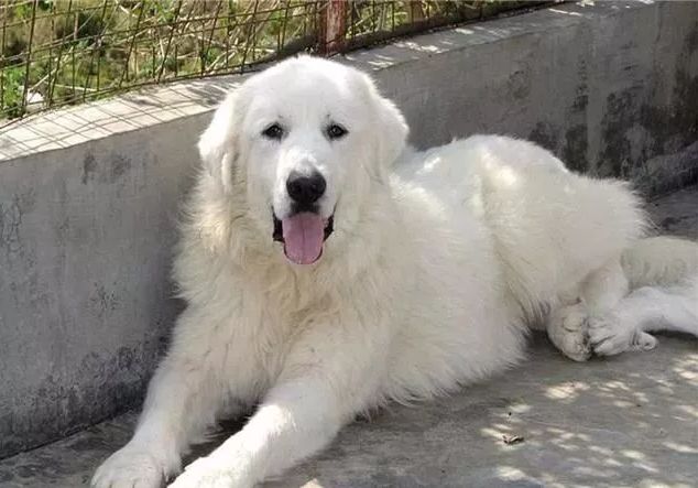 十大最忠诚的狗狗排行榜,十大最好养最忠诚的狗狗